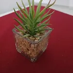 Apartmaji Slatenik *